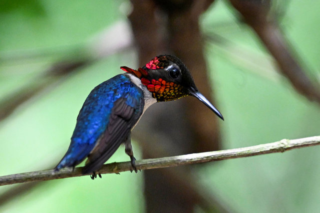 A zunzuncito hummingbird (Mellisuga helenae) perches on the branch of a bush in the Hummingbird's House, on July 5, 2024 in Palpite village, Ciénaga de Zapata, Matanzas province, Cuba. The wings of the world's tiniest birds are a near-invisible blur as they whizz around tourists visiting a private Cuban garden that has become a haven for the declining species. The bee hummingbird, which measures five or six centimeters (two inches), is only found in Cuba. Still, the International Union for Conservation of Nature (IUCN) says it has disappeared from many areas due to forest loss. (Photo by Yamil Lage/AFP Photo)