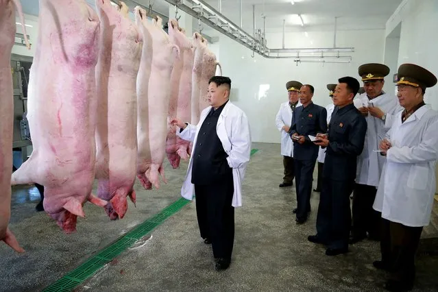 This undated picture released by North Korea's official Korean Central News Agency (KCNA) via KNS on April 23, 2017 shows North Korean leader Kim Jong-Un (L) visiting a pig farm at Taechon Air Base of the Korean People's Army. (Photo by AFP Photo/KCNA)