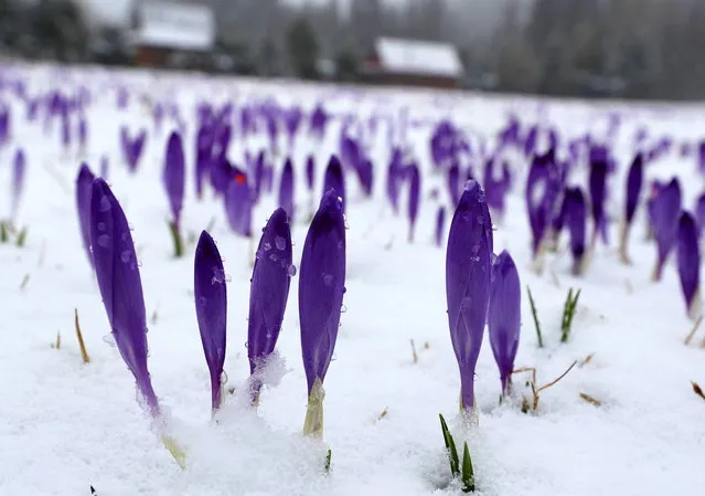 Crocuses bloom covered with a fresh snow in the Chocholowska Valley in the Tatra Mountains, near Zakopane, Poland, 09 April 2022. Chocholowska valley in Tatra Mountains is famous for blooming fields of crocuses. This traditional spring landscape has been changed this year by the return of winter and snowfalls at the Mountains. (Photo by Grzegorz Momot/EPA/EFE)