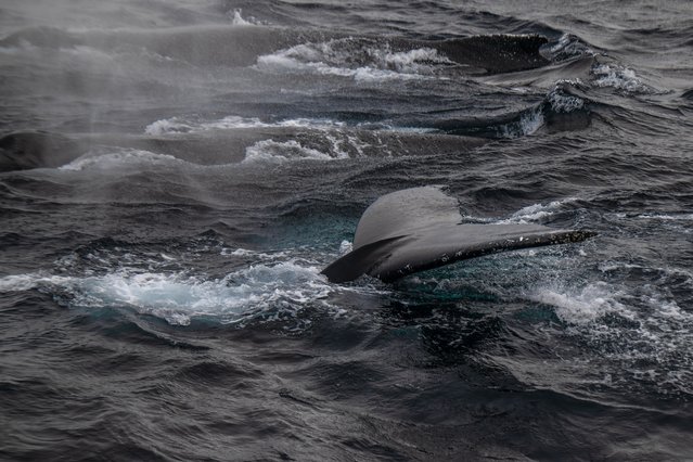 Humpback whales (Megaptera novaeangliae) are seen swimming in the sea during the 4th National Arctic Scientific Research Expedition at Sea off Svalbard and Jan Mayen on July 14, 2024.Turkiye's fourth National Arctic Scientific Research Expedition, comprising an 11-member team, is currently conducting 16 diverse projects in the Arctic Ocean to shed light on the future of our planet. Under the auspices of the Turkish Presidency and Ministry of Industry and Technology, and coordinated by TUBITAK MAM Polar Research Institute, scientists observed the glaciers in the Svalbard archipelago and its surroundings, which were affected by climate change, and the habitats of northern polar creatures. The Arctic Region, which hosts 1/3 of the world's hydrocarbon reserves and includes the Arctic Ocean within its 20 million square kilometers area, is also home to many living species. (Photo by Sebnem Coskun/Anadolu via Getty Images)