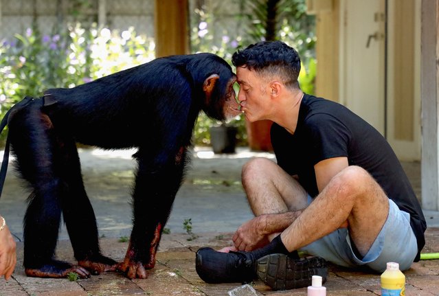 Limbani, a chimpanzee at the Zoological Wildlife Foundation, kisses marketing director Matthew Dillon, in Miami, Florida, on August 15, 2024. (Photo by Maria Alejandra Cardona/Reuters)