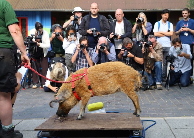 Media members record a Mangalitsa pig standing on scales during the annual weigh-in to document the health and condition of animals at London Zoo, in London, Britain on August 19, 2024. (Photo by Toby Melville/Reuters)