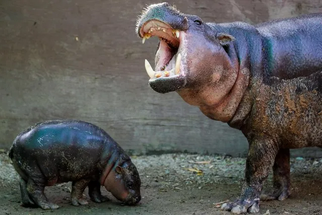 A month-old baby pygmy hippo is seen with his mother at his enclosure at Khao Kheow Zoo in Chonburi, Thailand on November 30, 2019. (Photo by Jorge Silva/Reuters)