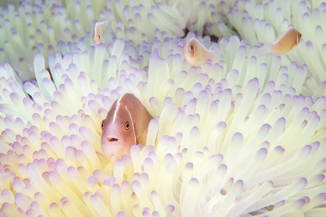Pink skunk clownfish (Amphiprion perideraion) hide among the pale white stinging tentacles of a bleached sea anemone in a reef affected by coral bleaching from high water temperature on May 08, 2024 in Trat, Thailand. Extreme heat has driven Thai sea temperatures to record highs, causing severe damage to marine ecosystems. Coral bleaching and seagrass bed degradation are threatening the ecological balance and the livelihoods of coastal communities that rely on these marine resources. Similar marine events are playing out across a vast swathe of Asia, from the Great Barrier Reef in Australia to the delicate coral ecosystems of Indonesia and Thailand. (Photo by Sirachai Arunrugstichai/Getty Images)