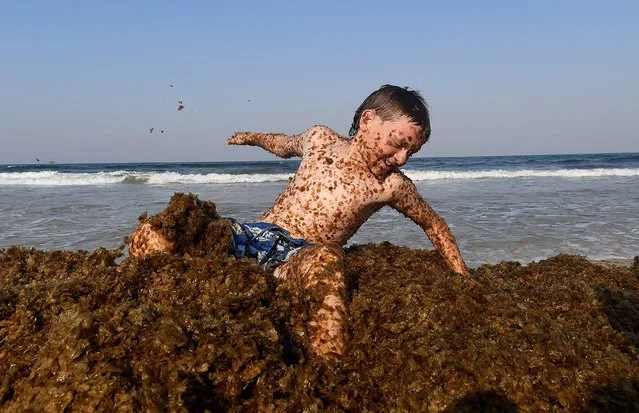 Zac Maher plays in algae, known as “cornflake seaweed” at Palm Beach, Gold Coast, Australia on December 3, 2019. The council says the build up of the seaweed is due to current weather conditions and is a natural process at this time of year. (Photo by Dave Hunt/AAP)