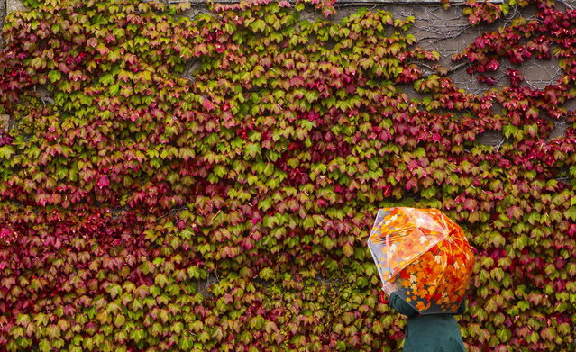 Ivy on a house in North Queensferry, UK begins to turn from green to red as autumn draws nearer on August 26, 2024. (Photo by South West News Service)