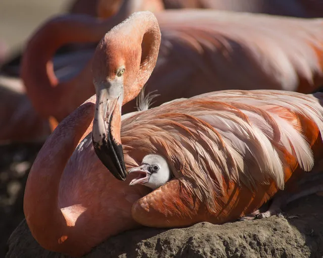 In this handout image provided by SeaWorld San Diego, SeaWorld San Diego is celebrating the first flamingo hatchings of the season with the arrival of nine Caribbean flamingo chicks, including one shown here today, July 11, 2014 in San Diego, California. The chicks range in age from one to 25 days old. The birds are currently being raised by their parents (both mother and father play a role) in the flamingo habitat near the north side of the park. (Photo by Mike Aguilera/SeaWorld San Diego via Getty Images)