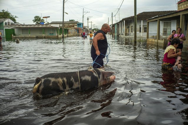 A resident leads his pig through a street flooded in the passing of Hurricane Helene, in Batabano, Mayabeque province, Cuba, Thursday, September 26, 2024. (Photo by Ramon Espinosa/AP Photo)