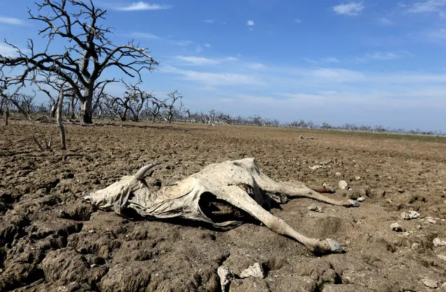 A cattle carcass is pictured on the Agropil ranch as the Pilcomayo river faces its worst drought in almost two decades, in Boqueron, on the border between Paraguay and Argentina, July 3, 2016. (Photo by Jorge Adorno/Reuters)