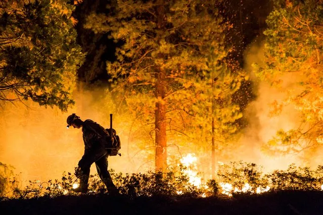 Fulton Hotshot Michael Turowski lights a controlled burn on the so-called “Rough Fire” in the Sequoia National Forest, California, August 21, 2015. (Photo by Max Whittaker/Reuters)