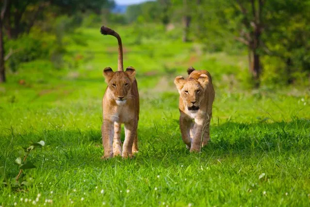 “Out for a Walk”. Fred Baldassaro, 40, of Alexandria, got up close to these two lion cubs at a conservation shelter in Victoria Falls, Zimbabwe, in January. (Photo by Fred Baldassaro)