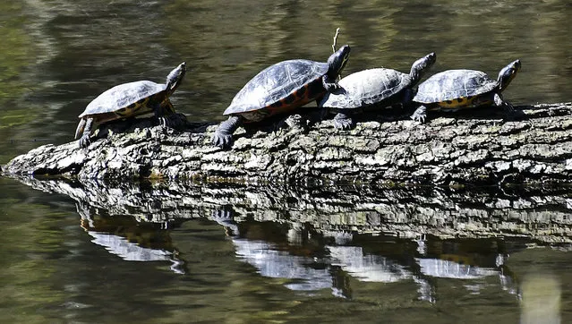 Turtles don't care about social distancing at a lake in Gelsenkirchen, Germany, Sunday, March 22, 2020. In order to slow down the spread of the coronavirus, the German government has considerably restricted public life and asked the citizens to stay at home. (Photo by Martin Meissner/AP Photo)