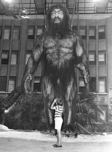 A huge model of the mythical half-man half-beast creature the yeti, in Rome for the shooting of Frank Kramer's film “Yeti”. 18th July 1977. (Photo by Keystone)