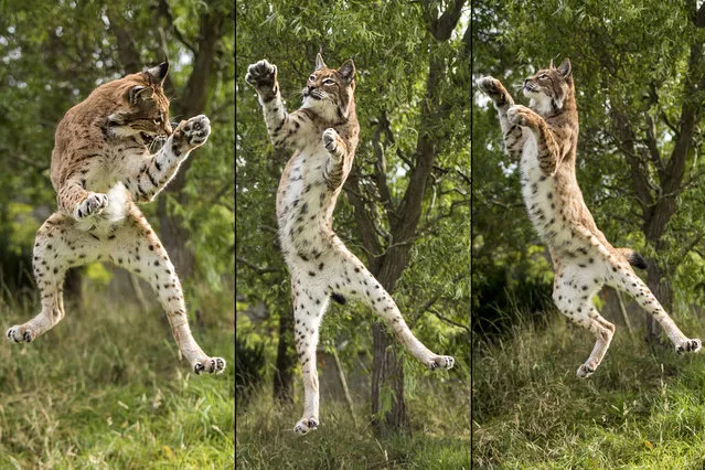 This lynx looks like she's learnt to throw some crazy dance moves – but in fact she's trying to grab a piece of meat a few feet above her head. The photo was taken at the Wildlife Heritage Foundation in Ashford, Kent, on August 22, 2014. (Photos by Colin Langford/Solent News)