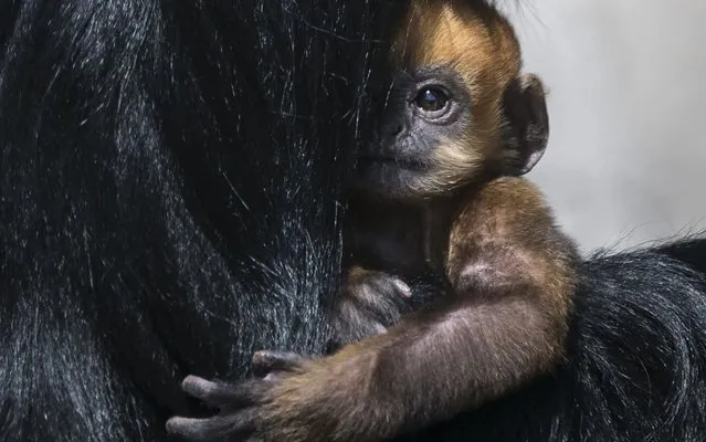 A newborn male Francois' langur is pictured with its mother Ping at the Besancon Citadelle zoo, eastern France, on April 27, 2020. The baby was born on April 18, 2020. (Photo by Sebastien Bozon/AFP Photo)