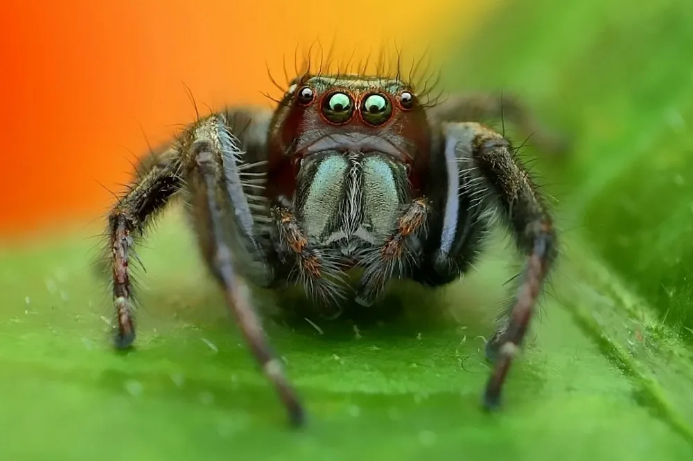 Close-Up World of a Spider's Eyes