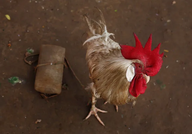 A rooster is tied to a brick outside its temporary shelter on a road divider in New Delhi, India August 1, 2016. (Photo by Adnan Abidi/Reuters)