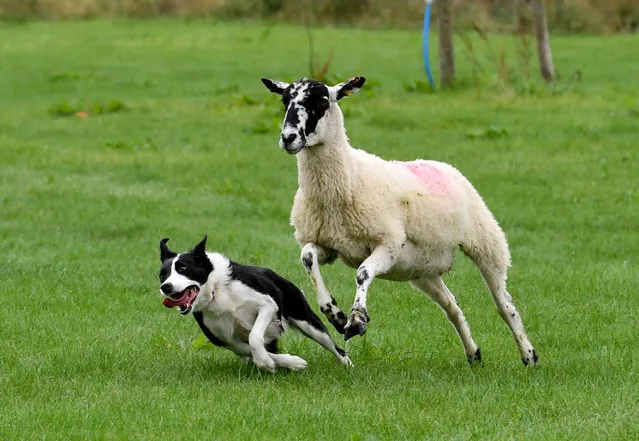 Funny picture capturing a sheepdog being chased by a sheep, during sheepdog trials at Reeth Show on August 29, 2022. Reeth Show is a traditional Yorkshire Dales agricultural show held every year for one day at the end of August in the picturesque surroundings of Swaledal, England. (Photo by Yorkshire Post/South West News Service)