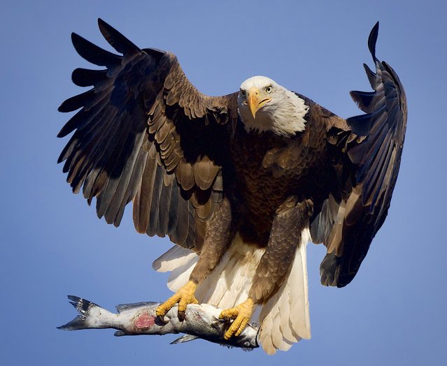 A bald eagle makes off with its catch of the day at Chaparral Lake in Scottsdale, Arizona, January 2025. (Photo by Mark Koster/Media Drum Images)