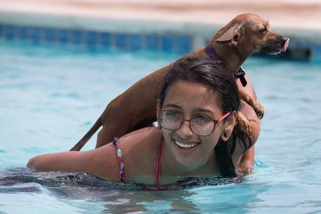 Alicia Landa's dog Hooper climbs on her back as they swim in a pool during the Corpus Christi Parks & Recreation Department's Annual Doggy Dip in Corpus Christi, Texas, on Saturday, August 20, 2016. (Photo by Courtney Sacco/Corpus Christi Caller-Times via AP Photo)