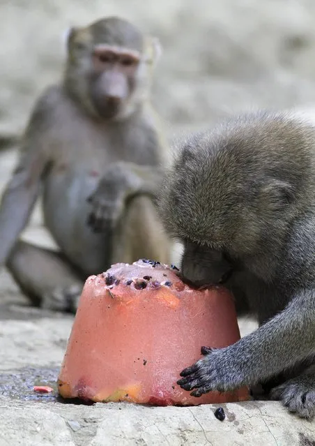 Baboons enjoy frozen fruit during hot weather at a zoo in Cali, Colombia, September 16, 2015. (Photo by Jaime Saldarriaga/Reuters)