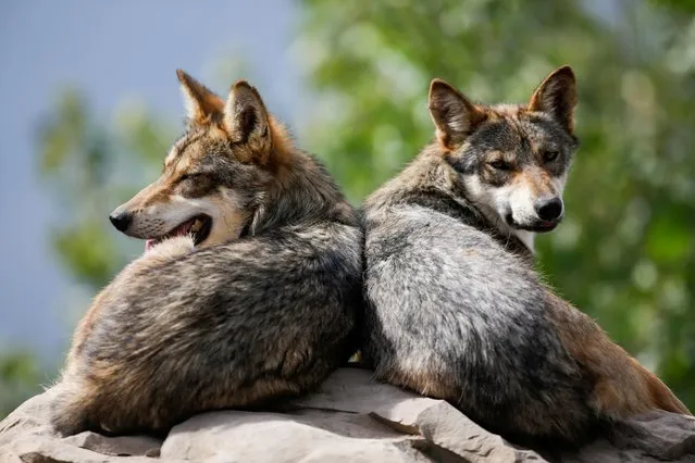 Mexican gray wolves, an endangered native species, are seen resting in their enclosure at the Museo del Desierto in Saltillo, Mexico on July 1, 2020. (Photo by Daniel Becerril/Reuters)