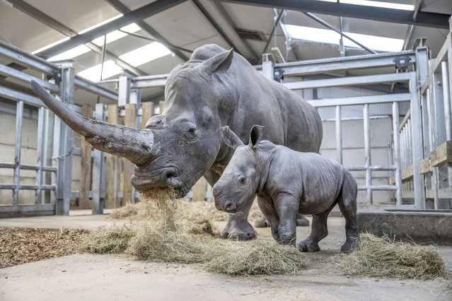 Baby southern white rhino Malaika with 15-year-old mum, Keyah on January 18, 2024. The amazing moment a rare baby southern white rhino was born at West Midland Safari Park in Worcestershire, England, has been caught on CCTV. Keepers watching the live footage behind-the-scenes, saw the female calf arrive at 1:48am on 11 January 2024, following a tricky breach birth, for 15-year-old mum, Keyah. After a few attempts, keepers noticed that the calf was struggling to get to her feet, so stepped in quickly to get her standing, enabling her to tentatively walk to her mum to have her first feed. Now at a week old, the calf is doing really well and has been given the African name Malaika, meaning “angel”. (Photo by South West News Service)