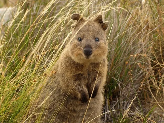 Quokka The Happiest Animal in the World