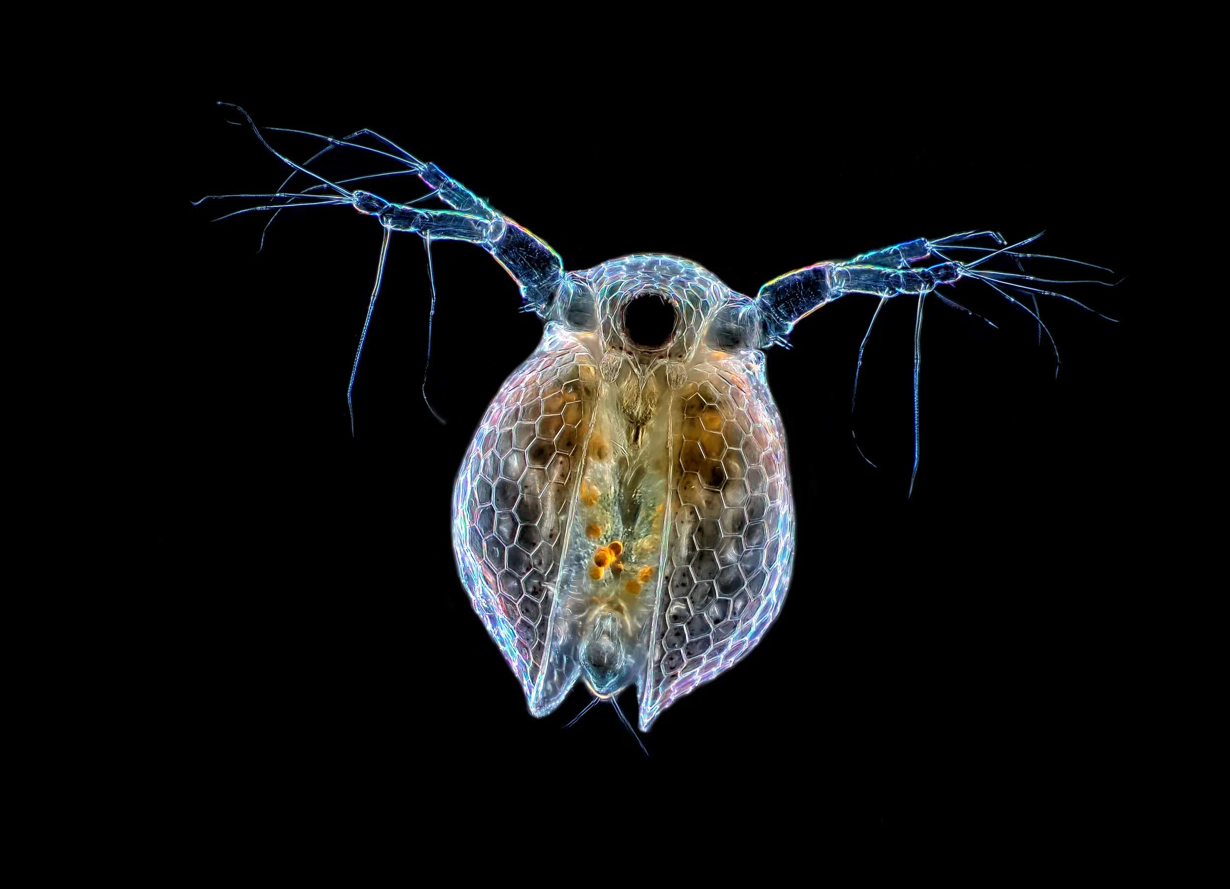 Мелкий зоопланктон. Дафнии и циклопы зоопланктон. Микрофотография дафнии. Зоопланктон дафния. Зоопланктон веслоногие.