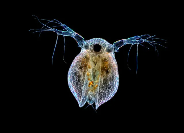 Ceriodaphnia sp. (water flea); Darkfield, 20X. Panama. (Photo by Rogelio Moreno/Nikon Small World 2014)