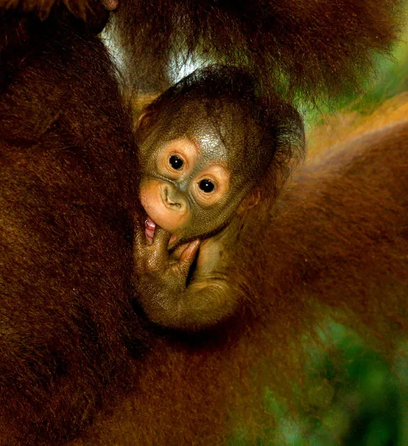 A three week old baby Orangutan hangs onto it's mother September 1, 2001 near Camp Leakey at the Tanjung Puting National Park in Kalimantan on the island of Borneo, Indonesia. (Photo by Paula Bronstein/Getty Images)