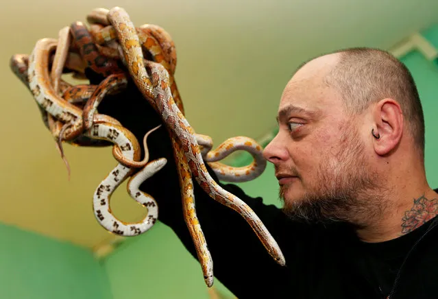 French man named Alexis, an exotic animal enthusiast, plays with his corn snakes (pantherophis guttatus) at his home in Bordeaux, France, December 7, 2017. (Photo by Regis Duvignau/Reuters)