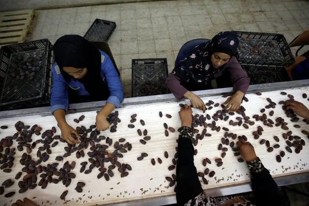 Palestinians sort dates at a farm in the West Bank city of Jericho August 30, 2016. (Photo by Mohamad Torokman/Reuters)