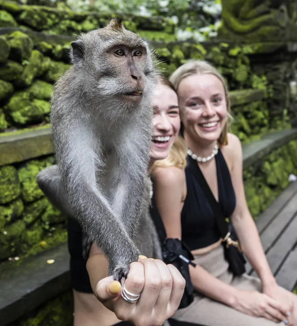 Visitors pose for a photo with a monkey at Sacred Monkey Forest Sanctuary, is known as Ubud Monkey Forest whose some trees are accepted as holy and used during religious rituals and have Balinese long-tailed monkeys in Bali, Indonesia on November 24, 2022. Visitors can inspect the monkeys feeding themselves with banana, papaya leaf, corn, cucumber, coconut, and other indigenous fruits. (Photo by Emin Sansar/Anadolu Agency via Getty Images)