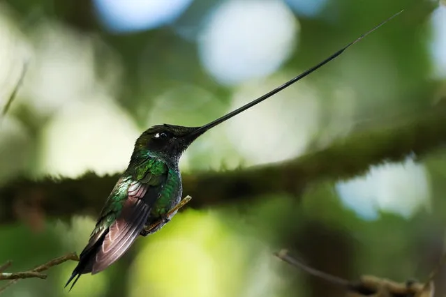 View of a sword-billed hummingbird at the “El Paramuno” ecological trail in Bogota, Colombia, 09 March 2021. A multitude of species of hummingbirds can be found on the hill of Monserrate, a green enclave in the middle of the busy capital city of Bogota. (Photo by Carlos Ortega/EPA/EFE)