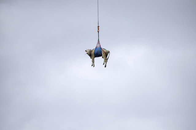 A cow is flown by helicopter from the landslide area near the Bietschhorn in the Loetschental, to a farm in Ferden, Switzerland, Tuesday, May 20 2025. (Photo by Peter Klaunzer/Keystone via AP Photo)