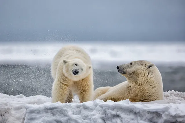 “Polar bear cub and mother”. After a swim in the Beaufort sea this first year polar bear cub shook like a puppy dog to get dry. Photo location: Kaktovik, Barter Island Alaska. (Photo and caption by Michael Henry/National Geographic Photo Contest)