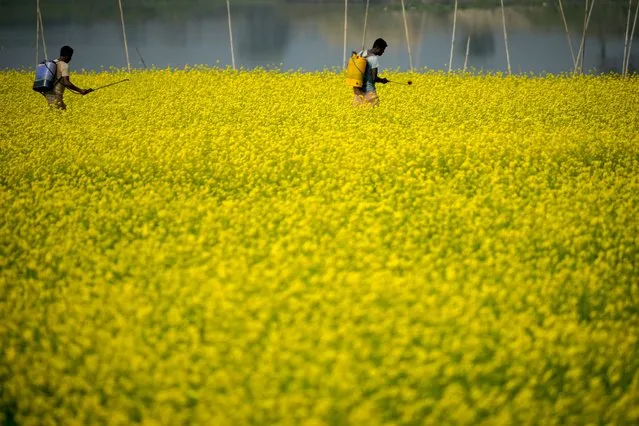 Farmers spray pesticides in a mustard field on the outskirts of Guwahati, India, Thursday, December 22, 2022. (Photo by Anupam Nath/AP Photo)