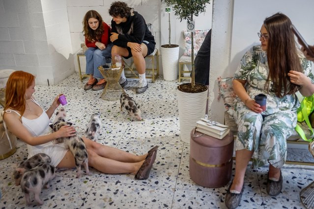 People sit near mini pigs in the first mini-pig cafe in Ukraine, which was recently opened by a family, who returned to Ukraine after spending two years as refugees in France, in Kyiv, Ukraine, on May 28, 2025. (Photo by Alina Smutko/Reuters)