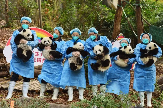Panda keepers hold cubs while posing for photos ahead of the new year at the Chengdu Research Base of Giant Panda Breeding in Chengdu, China's southwestern Sichuan province on December 29, 2022. (Photo by AFP Photo/China Stringer Network)