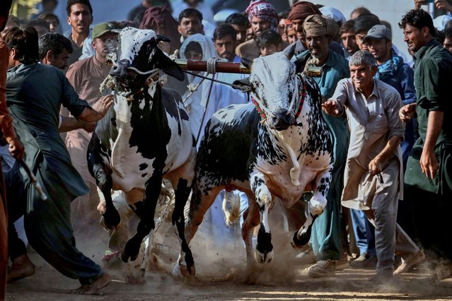 Members of a team shout and push a pair of bull start running during a traditional bull race competition, in Malal, a village of Attock district, in Pakistan, Thursday, May 15, 2025. (Photo by Anjum Naveed/AP Photo)