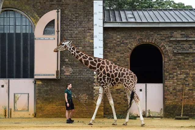 Keeper Maggie measures a giraffe during the annual weigh-in at ZSL London Zoo, London on August 27, 2020. (Photo by Kirsty O'Connor/PA Images via Getty Images)