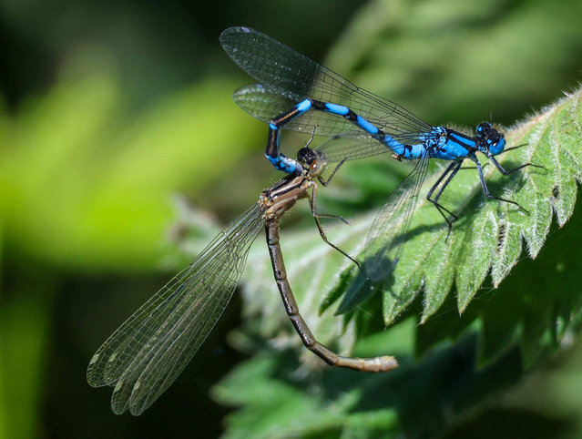 Two damselflies form a heart shape (almost) as they mate in warm weather in County Armagh, UK in the second decade of May 2025. (Photo by David Hunter/Alamy Live News)