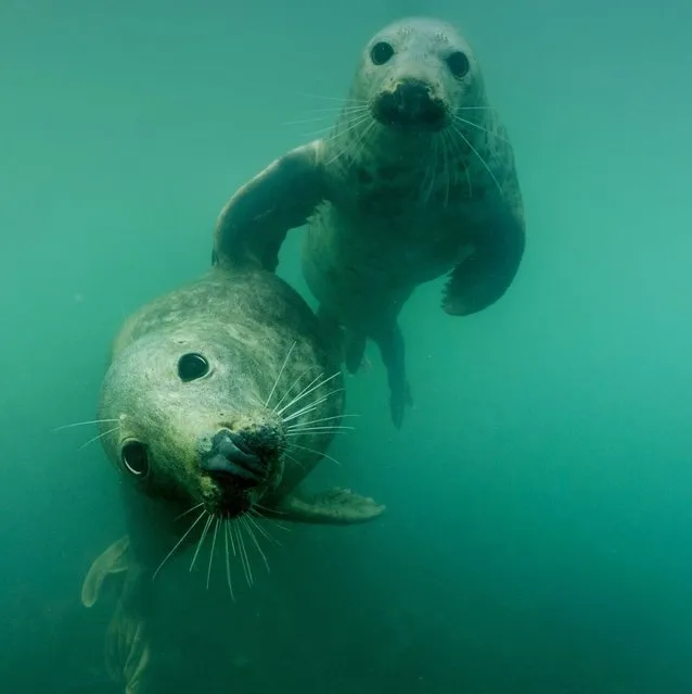 Seal By Adam Hanlon