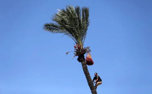 A Palestinian farmer harvests dates from a palm tree in southern Gaza September 25, 2016. (Photo by Ibraheem Abu Mustafa/Reuters)