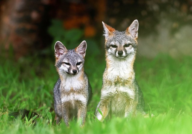 Gray foxes are pictured in their habitat in the Sumidero Canyon nature reserve, in Chapa de Corzo, in the state of Chiapas, Mexico, on July 3, 2025. (Photo by Daniel Becerril/Reuters)