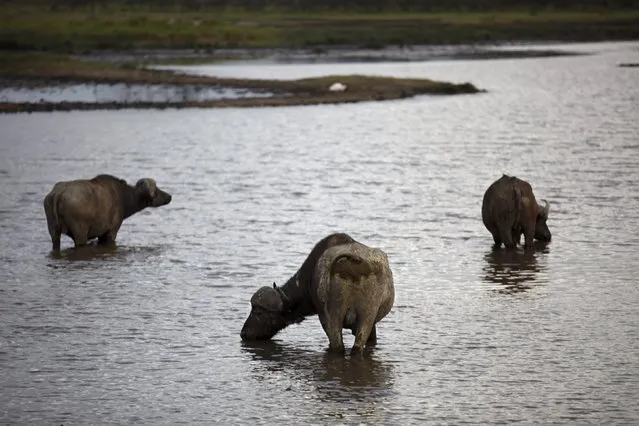 Buffalos drink water at Lake Nakuru National Park, Kenya, August 19, 2015. (Photo by Joe Penney/Reuters)