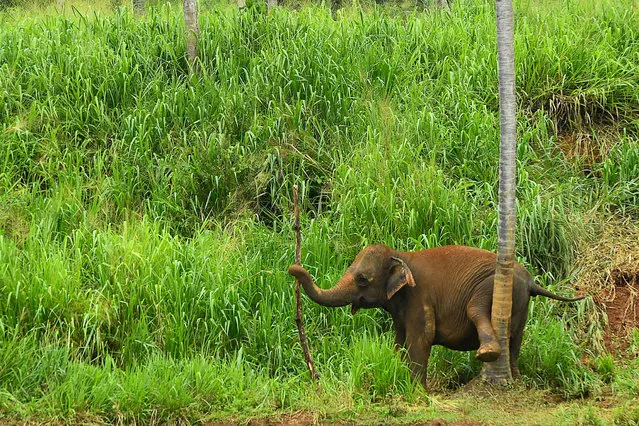 An elephant is seen at the Pinnawala Elephant Orphanage in Pinnawala, about 90 km from the capital Colombo on August 3, 2020. (Photo by Ishara S. Kodikara/AFP Photo)