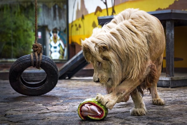 Lions are seen in Lion Park, where 13 lions live in Tuzla district of Istanbul, Turkiye on August 02, 2025. At Lion Park in Tuzla, where efforts are underway to ensure the continuation of the bloodline of the lions born there are cared for with great attention to ensure they live long and comfortable lives. The 13 lions of various species at the facility are monitored 24/7 via cameras in glass enclosures and are fed every other day with either red or white meat. (Photo by Beyza Comert/Anadolu via Getty Images)