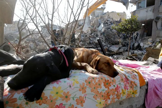 Rescue dogs sleep near a damaged buidling in the aftermath of a deadly earthquake in Hatay, Turkey on February 13, 2023. (Photo by Dilara Senkaya/Reuters)